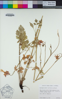 Aquilegia eximia image