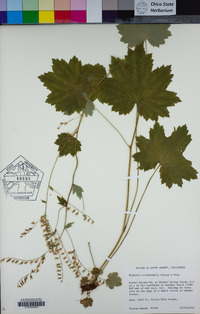 Boykinia occidentalis image