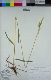 Bromus orcuttianus image