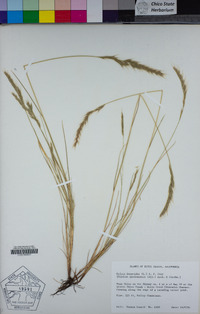 Festuca bromoides image