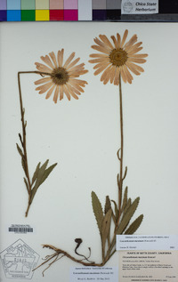 Leucanthemum maximum image