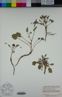 Viola purpurea image