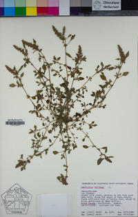 Amaranthus deflexus image