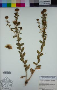 Grindelia camporum image