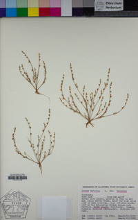 Juncus bufonius var. bufonius image