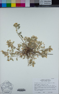 Astragalus lentiformis image