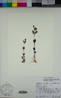 Scutellaria tuberosa image