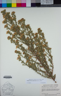 Symphyotrichum subspicatum image