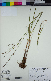 Carex lenticularis var. impressa image