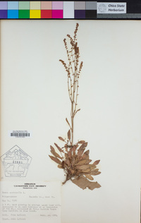 Rumex acetosella image