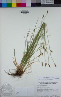 Carex mariposana image