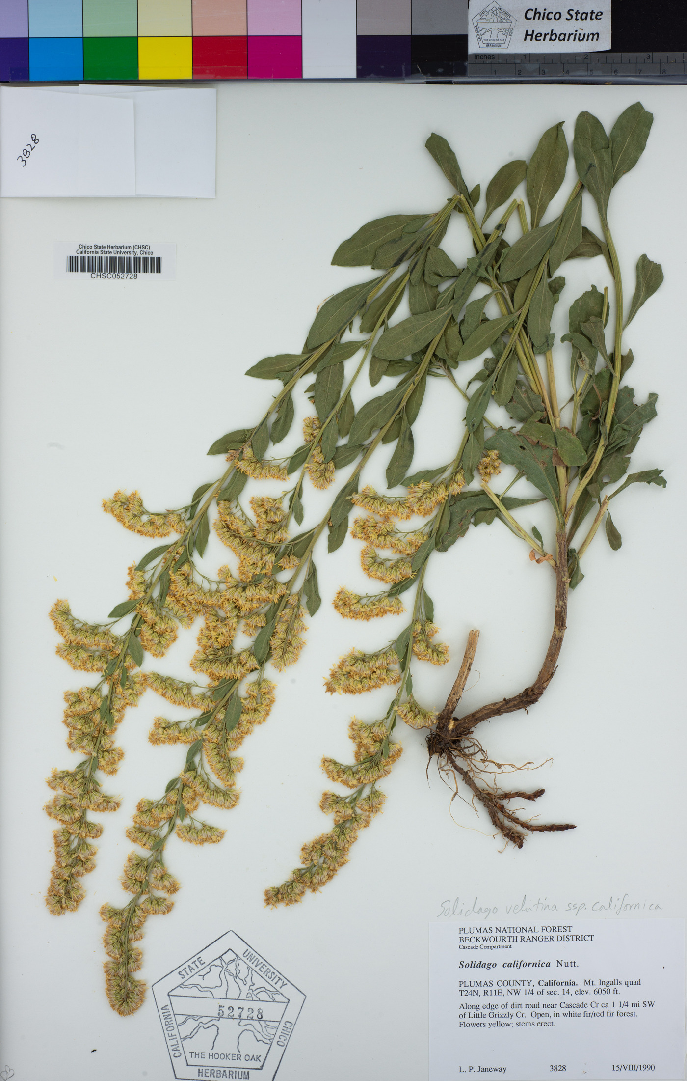 Solidago velutina subsp. californica image