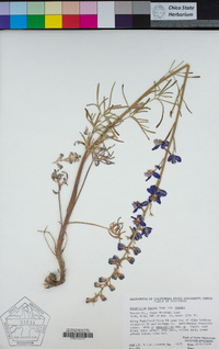 Delphinium parryi subsp. parryi image