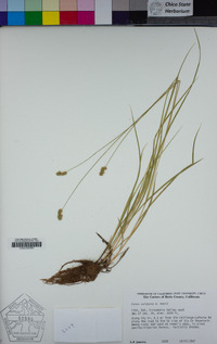 Carex subfusca image