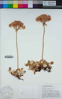 Eriogonum ursinum var. ursinum image