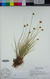 Carex athrostachya image