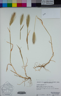 Hordeum murinum image