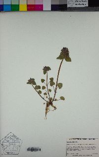 Lamium purpureum image