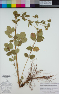 Drymocallis glandulosa var. reflexa image