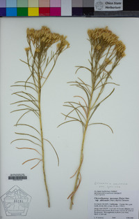 Ericameria nauseosa var. speciosa image