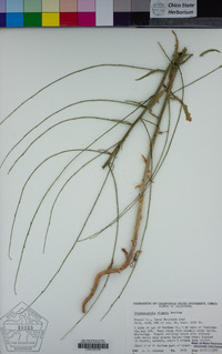 Stephanomeria virgata image