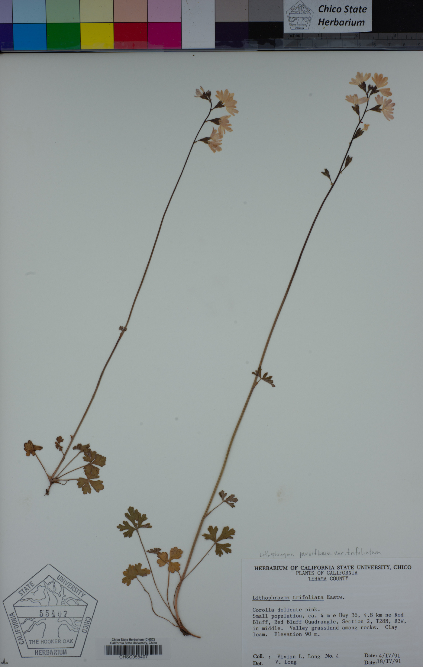 Lithophragma parviflorum var. trifoliatum image