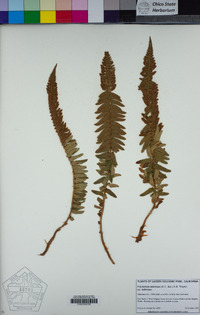 Polystichum imbricans subsp. imbricans image