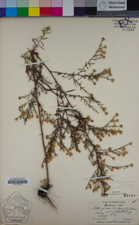 Symphyotrichum pilosum image