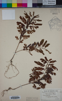 Chamaecrista nictitans var. nictitans image