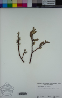 Salix orestera image