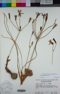 Brodiaea appendiculata image