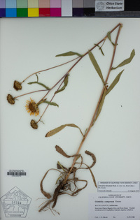 Grindelia camporum image