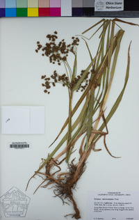 Scirpus microcarpus image