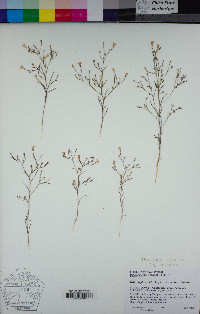 Navarretia leptalea image