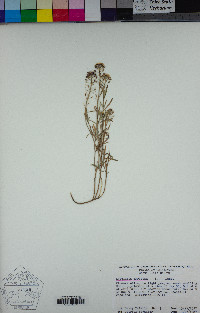 Lobularia maritima image