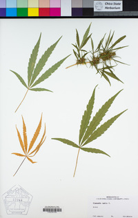 Cannabis sativa image