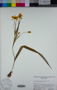 Calochortus monophyllus image