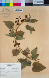 Dioscorea villosa image
