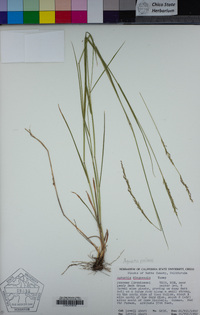 Agrostis pallens image