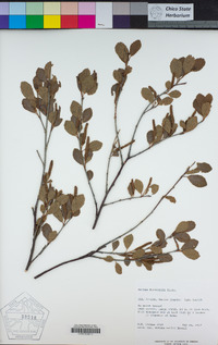 Betula glandulosa image