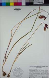 Dichelostemma ida-maia image