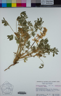 Lupinus microcarpus var. densiflorus image