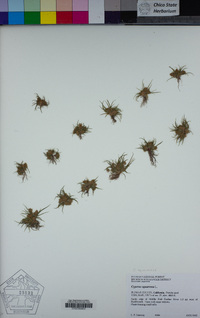 Cyperus squarrosus image