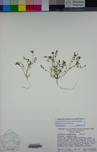 Astragalus rattanii image