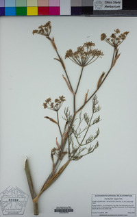 Foeniculum vulgare image