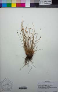 Juncus parryi image