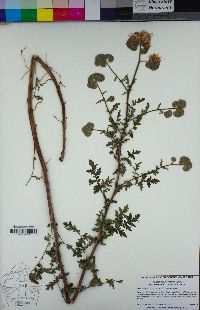 Phacelia ramosissima image