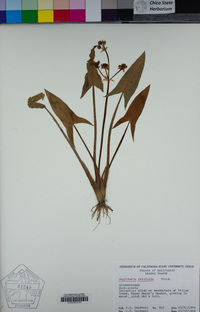 Sagittaria latifolia image