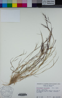 Muhlenbergia microsperma image