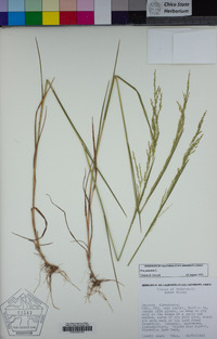 Poa palustris image